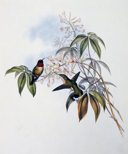 Yakut boğazlı Sinek Kuşu (Archilochus colubris), Monograph of Trochilidae veya Humming Birds (1849-1861), John Gould (1804-1881), Birleşik Krallık