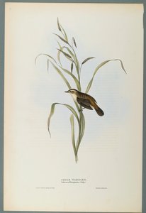 Salicaria Phragmatis: Sedge Warbler (dokuma kağıt üzerinde renkli lito) by John Gould