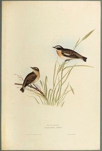Saxicola Rubetra - Whinchat (dokuma kağıt üzerinde renkli lito) by John Gould