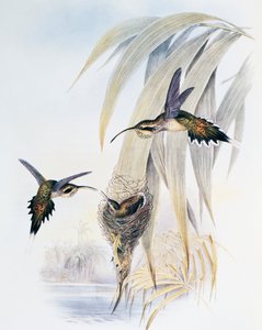 Pul boğazlı Hermit (Phaethornis eurynome), Monograph of Trochilidae veya Humming Birds (1849-1861), John Gould (1804-1881), Birleşik Krallık