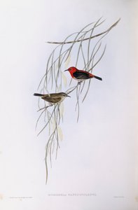 Scarlet myzomela (Myzomela sanguinolenta), John Gould tarafından gravür by John Gould