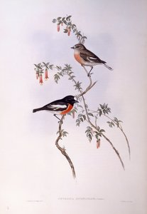 Scarlet robin (Petroica çok renkli), John Gould tarafından gravür by John Gould