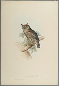 Scops Aldrovandi - Scops Kulaklı Baykuş (dokuma kağıt üzerinde renkli lito) by John Gould