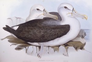 Utangaç albatros (Diomedea o Thalassarche cauta), John Gould tarafından gravür by John Gould