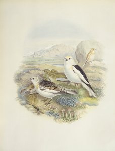 Kar kiraz kuşu (Plectrophenax nivalis), illüstrasyon by John Gould