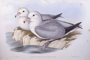 Güney fulmar (Fulmarus glacialoides), John Gould tarafından gravür by John Gould