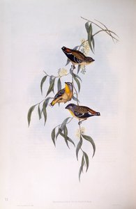 Benekli pardalote (Pardalotus punctatus), John Gould tarafından gravür by John Gould
