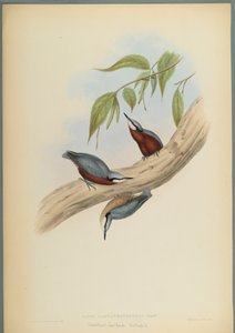 Stila Castaneoventris, Kestane-Karınlı Sıvacı Kuşu (dokuma kağıt üzerinde renkli lito) by John Gould