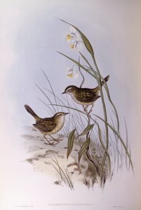 Çizgili calamanthus (Calamanthus fuliginosus), John Gould tarafından gravür by John Gould
