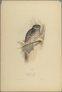 Strix Pafsernia - Noctua (dokuma kağıt üzerinde renkli lito) by John Gould
