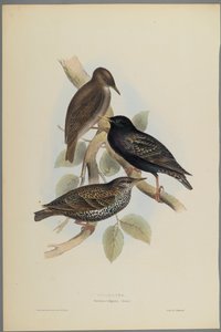 Sturnus Vulgaris - Starling (dokuma kağıt üzerinde renkli lito)