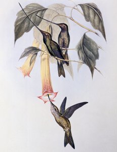 Kılıç gagalı Sinek Kuşu (Docimastes ensiferus) by John Gould