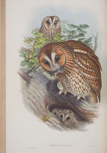 Syrnium Aluco, John Gould