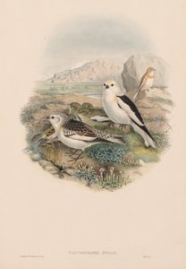 Büyük Britanya Kuşları: Plestrophanes nivalis. by John Gould