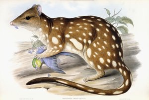 Kaplan Quoll by John Gould
