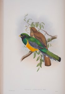 Trogon Atricollis, John Gould