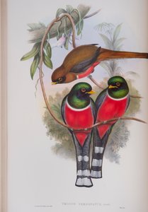 Trogon Personatus, John Gould