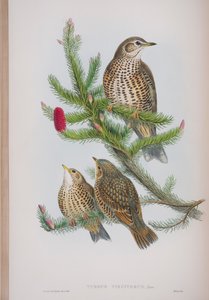 Turdus Viscivorus, John Gould