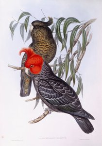 Dalda tüneyen iki papağan, oyma by John Gould