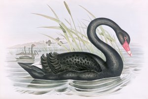 Bilinmeyen resim by John Gould