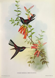 Urokroa Bougieri by John Gould