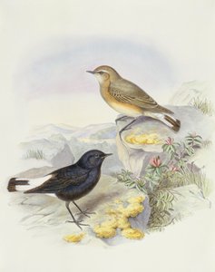 Değişken başak (Oenanthe picata), John Gould tarafından gravür by John Gould