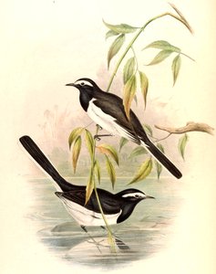 Ak kaşlı Kuyruksallayan (Büyük Alaca Kuyruksallayan) Motacilla maderaspatensis Gmelin by John Gould