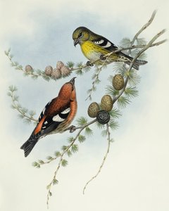 Beyaz kanatlı çapraz gaga (Loxia leucoptera), John Gould tarafından gravür by John Gould