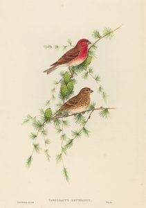 Carpodacus erythrinus (Ortak Gül Finch)
