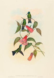 Eucephala smaragdocaerulea (Gould