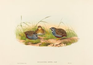 Excalftoria minima (Mavi Göğüslü Bıldırcın)