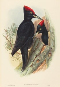 Büyük Kara Ağaçkakan (Dryocopus martius)