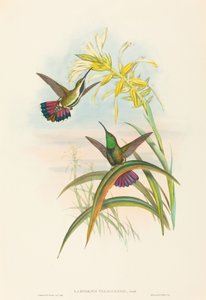 Lampornis veraguensis (Veraguan Mangosu)