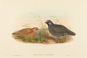 Malacoturnix superciliosus (Dağ Bıldırcını)