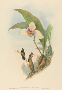 Myiabeillia typica (Abeille