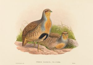 sakallı keklik (Daurian Kekliği)