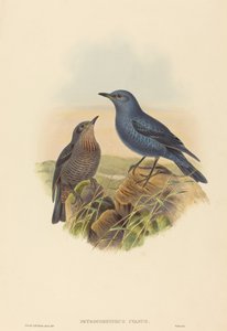 Petrocossyphus cyanus (Mavi Rockthrush)