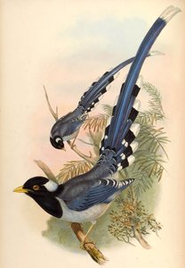 Sarı gagalı Mavi Saksağan Urocissa flavirostris (Blyth) by John Gould and Henry C. Richter