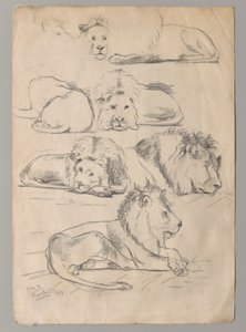 Aslan Çalışmaları