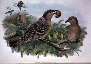 Chlamydera Orientalis (renkli taş) by John and Hart William Gould
