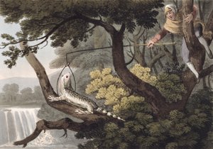 Matthew Dubourg (fl.1785-1820) tarafından kazınmış Meksikalı Kertenkele Yakalayıcı, Edward Orme tarafından yayınlandı, 1813