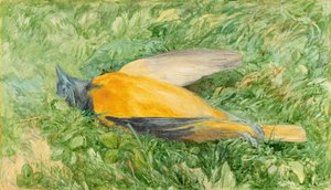 Altın Robin (Kuzey Oriole)