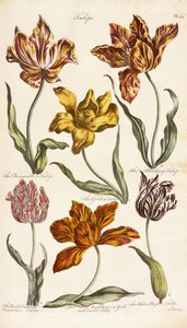 Laleler, 1842