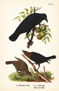 Amerikan kargası, Corvus brachyrhynchos 1 ve kahverengi başlı inek kuşu, Molotrus ater, dişi 2 ve erkek 3