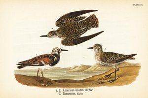 Amerikan altın cılıbıt, Pluvialis dominica 1,2 ve kırmızı dönüm taşı, Arenaria interpres dönüm taşı 3 by John James (after) Audubon