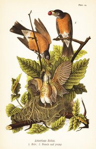 Amerikan robin, Turdus migratorius, erkek 1, dişi 2 ve yuvada genç
