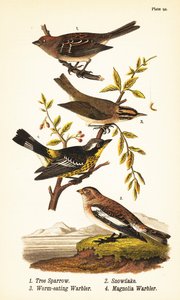 Amerikan ağaç serçesi, Spizelloides arborea 1, kar tanesi veya kar kiraz kuşu, Plectrophenax nivalis 2, solucan yiyen ötleğen, Helmitheros vermivorum 3 ve manolya ötleğen, Setophaga manolya 4 by John James (after) Audubon