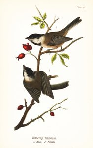 Siyah şapkalı bülbül, Poecile atricapillus