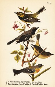 Siyah boğazlı mavi ötleğen, Setophaga caerulescens 1,2, kara boğazlı yeşil ötleğen, Setophaga virens 3 ve kuzey parula, Setophaga americana 4 by John James (after) Audubon