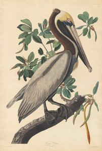 kahverengi pelikan by John James (after) Audubon